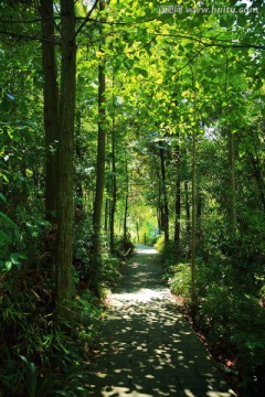 林中小路