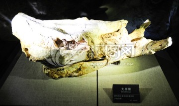 大唇犀化石标本