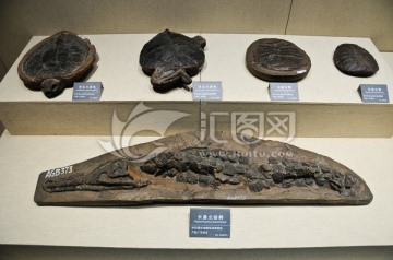 史前水生物化石