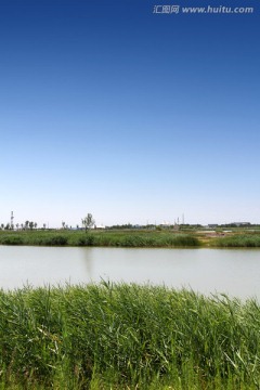 芦苇 小河