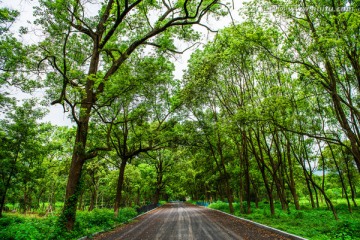 绿树林道路