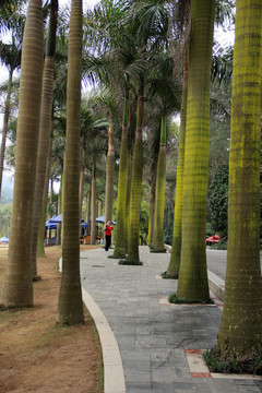 热带 椰子树
