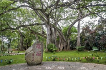 瑞丽独树成林