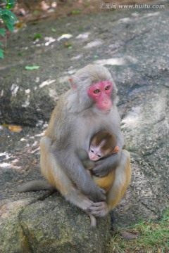猴子的母爱 大猴和小猴