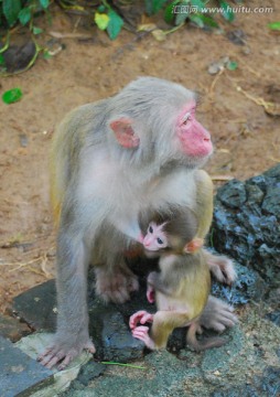 猴子吃奶 小猴子