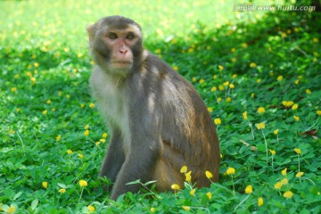 猴子的照片三亚猴岛拍摄