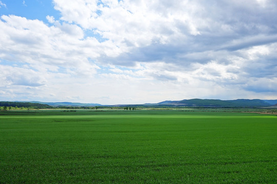 麦田风景