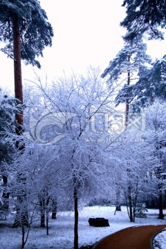 雪后森林