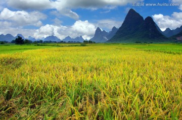 水稻 美丽田园