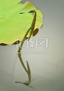 荷塘蜻蜓与倒影