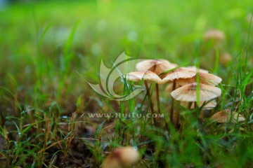 毒蕈毒蘑菇野菇