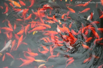 水中鱼