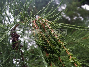 雨中的水杉