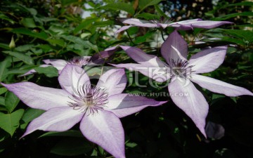紫花铁线莲