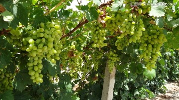 新疆 葡萄园 葡萄