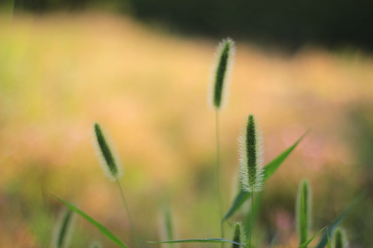 狗尾草