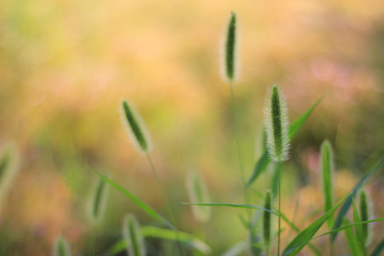 狗尾草