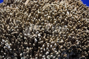 苍珊瑚