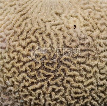 直纹合叶珊瑚