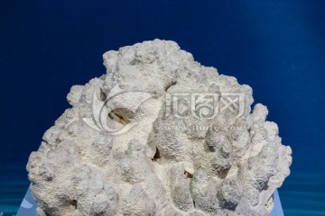 皱纹厚丝珊瑚