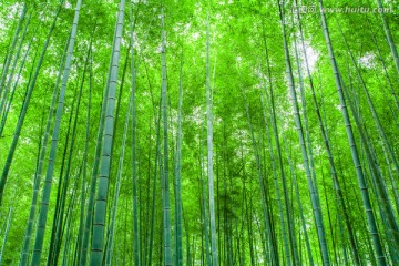 竹子