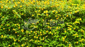 黄菊 花墙