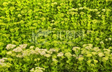 植物花墙 痒痒草
