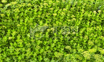 植物花墙 痒痒草