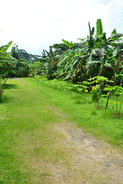 香蕉园