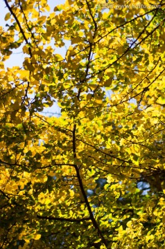 秋天黄色的银杏树叶