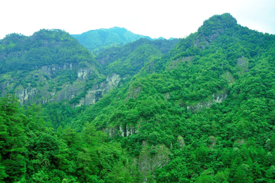 青山森林覆盖