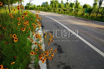 鲜花 道路 绿树