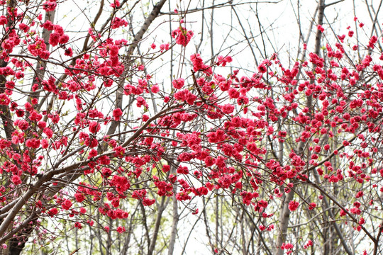 桃花