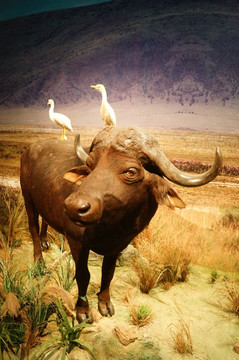 非洲水牛和牛背鹭鸟