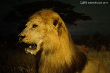 非洲狮子标本