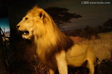 非洲狮子标本