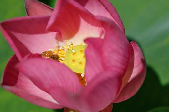 红莲花芯中的小蜜蜂
