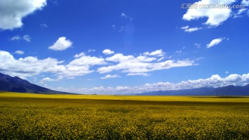 门源油菜花