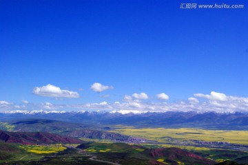 门源油菜花