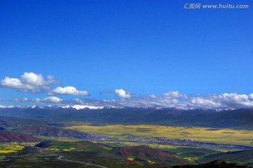 门源油菜花