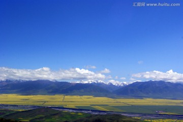 门源油菜花