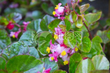 红花 海棠花