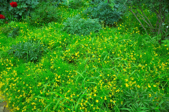 小黄花 野花