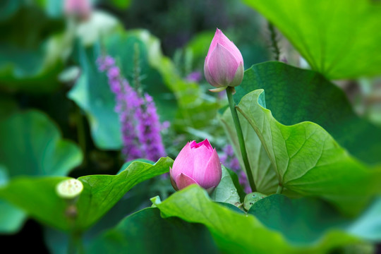 荷花 花苞