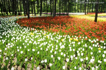 郁金香花海