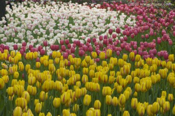 郁金香花海