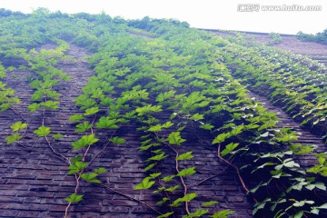 墙上的爬山虎