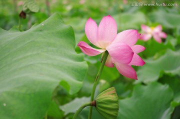 诗情画意唯美荷花