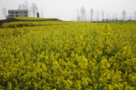 油菜花