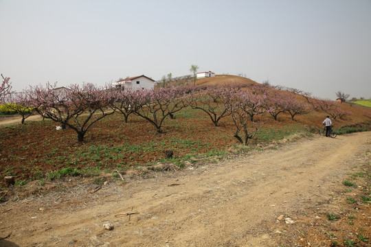 油菜花